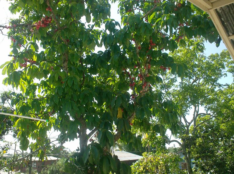 Andre's - Pomarack tree